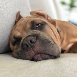 Cane Corso Puppies from Samantha Jackson