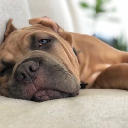 Cane Corso Puppies from Samantha Jackson