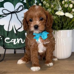 Otani - Blue - Red male Cavapoo puppy in South Jordan, Utah from Simply Sweet Paws. LLC