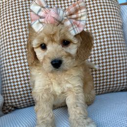 Pumpkin Frost - female Cavapoochon puppy in Lucas, Ohio from Apricot Lane Puppy