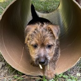 Australian Terrier Puppies from Firewalker Australian Terriers