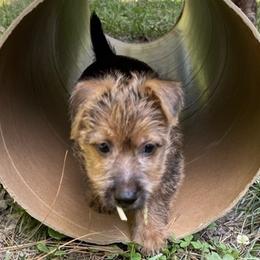 Australian Terrier Puppies from Firewalker Australian Terriers