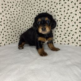 Hannah - Black and tan female Dachshund puppy in Mountain Grove, Missouri from Happy Hounds and More🐾
