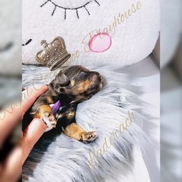 Cockapoo Puppies from Royal Cockapoo Playhouse