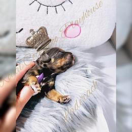 Cockapoo Puppies from Royal Cockapoo Playhouse