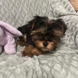 Cupid - Black and tan male Yorkshire Terrier puppy in Newark, Delaware from Christie’s Yorkie Angel’s