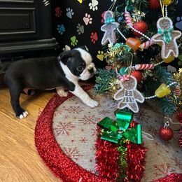 Jingle - Black and white male Boston Terrier puppy in Star, North Carolina from Meatloaf's Boston