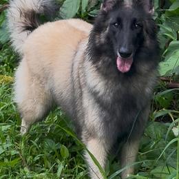 Oda - Belgian Tervuren