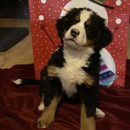 Bernese Mountain Dog Puppies from Bernese Bunker