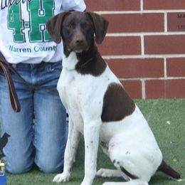 Bailey - German Shorthaired Pointer