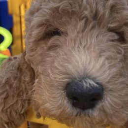 Girl 2 - Labradoodle puppy in Hawthorne, California from South Bay Doods