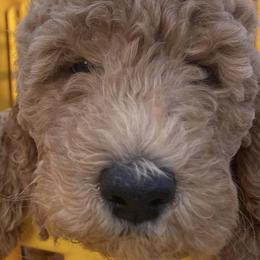 Girl 2 - Labradoodle puppy in Hawthorne, California from South Bay Doods