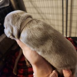 White Collar - Silver gray Weimaraner puppy in Mount Cory, Ohio from Dustin's Weimeraners