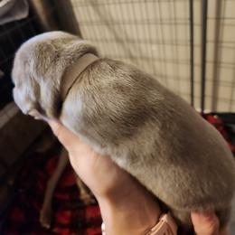 White Collar - Silver gray Weimaraner puppy in Mount Cory, Ohio from Dustin's Weimeraners