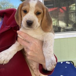 Beagle and Doberman Pinscher Puppies from Desert Mountain Canines