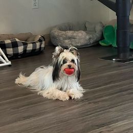 Lily - Yorkshire Terrier