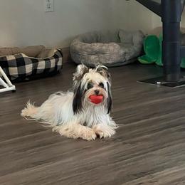 Lily - Yorkshire Terrier