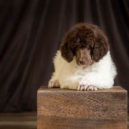 Poodle Puppies from Setting the Standard Poodles