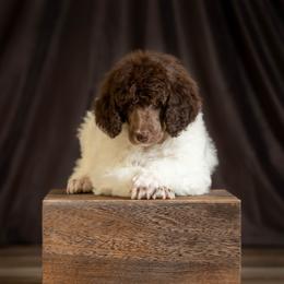 Poodle Puppies from Setting the Standard Poodles