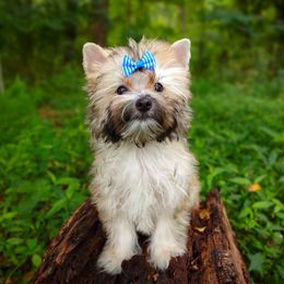 Companion Cross, Havanese, Mal-Shi, Maltese, Maltipoo, Morkie, and Shih Tzu Puppies from Seeking Shalom Acres Maltese, Maltipoos & Havamalts