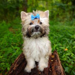 Companion Cross, Havanese, Mal-Shi, Maltese, Maltipoo, Morkie, and Shih Tzu Puppies from Seeking Shalom Acres Maltese, Maltipoos & Havamalts