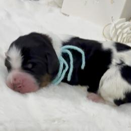 A Christmas Story - Tri-color female Bernedoodle puppy in Hegins, Pennsylvania from Bubbling Springs Doodles, LLC