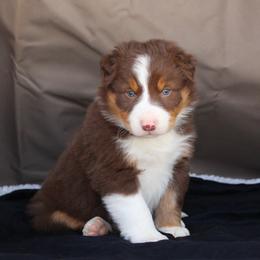 Border Collie Puppies from C Bar C Ranch Border Collies