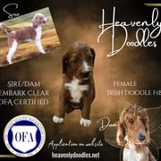 Irish Doodle and Poodle Puppies from Heavenly Poodles
