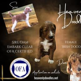 Irish Doodle and Poodle Puppies from Heavenly Poodles