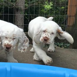 Clumber Spaniels from Lake Desire Clumber Spaniels