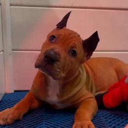 ROGUE - Fawn sable female American Bully puppy in Texas from TEXAS BULLY FAMILY