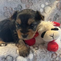 Zoe - Black and tan female Yorkshire Terrier puppy in Crossville, Tennessee from Lil Britches Yorkies