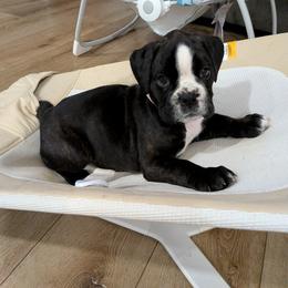 Light pink - Brindle female Boxer puppy in Johnson City, Tennessee from Medina Boxers