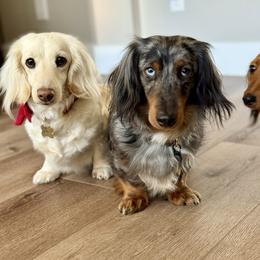 Dachshund puppies from Gem State Mini Dachshunds