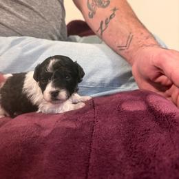Megan - Black & white female Maltipoo puppy in Santaquin, Utah from Willow & Wag Farm