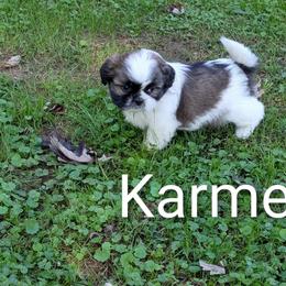 Karmen - Black gold and white female Shih Tzu puppy in Clyde, North Carolina from Shawgo Pups