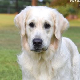 Shasta - Golden Retriever