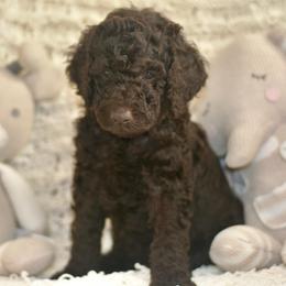 Yellow - Chocolate female Labradoodle puppy in Chula Vista, California from Coastal Cocoa Labradoodle