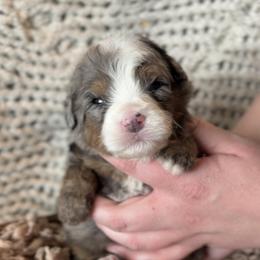 Bernedoodle, Cavapoo, and Goldendoodle Puppies from Blackberry Farm Puppies