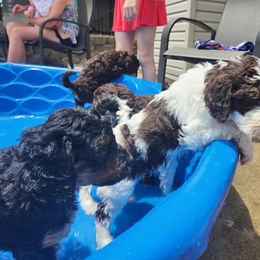 Bernedoodle Puppies from Andrew's Bernedoodles