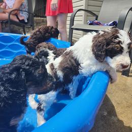 Bernedoodle Puppies from Andrew's Bernedoodles