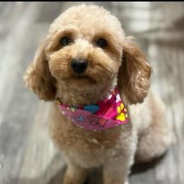 Mimzi - Poodle