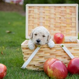 Goldendoodle Puppies from Ellie's Goldendoodles