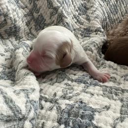 Pearl - Blenheim female Cavapoo puppy in Glendale, Arizona from Dashing Dogs