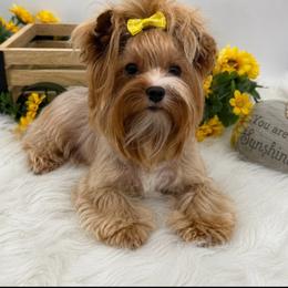 Savannah - Yorkshire Terrier
