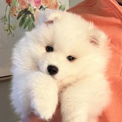 American Eskimo Dog Puppies from Northland Skies Eskies