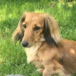 Dachshunds from Designs by Dachshund