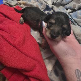 Boy 2 - Cream male Dachshund puppy in Sour Lake, Texas from Rigdon's dachshunds
