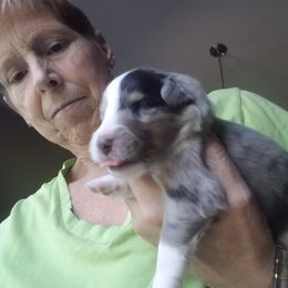 Shetland Sheepdog Puppies from Hawks Acres Shetland Sheepdogs
