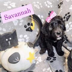 Double Doodle and Labradoodle Puppies from Superdoodles of San Antonio